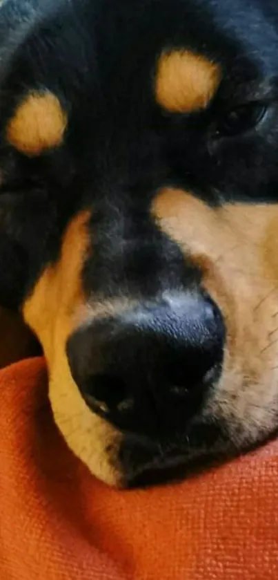 Dog peacefully sleeping on a warm blanket, creating a cozy phone wallpaper.