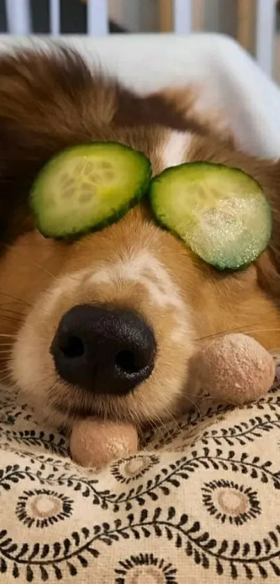 Cute dog with cucumber slices on eyes, relaxing on patterned pillow.