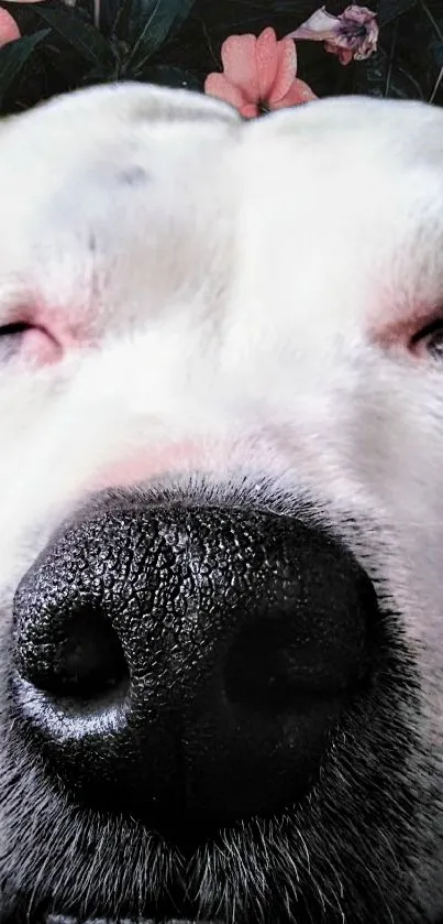 White dog with floral background on wallpaper.