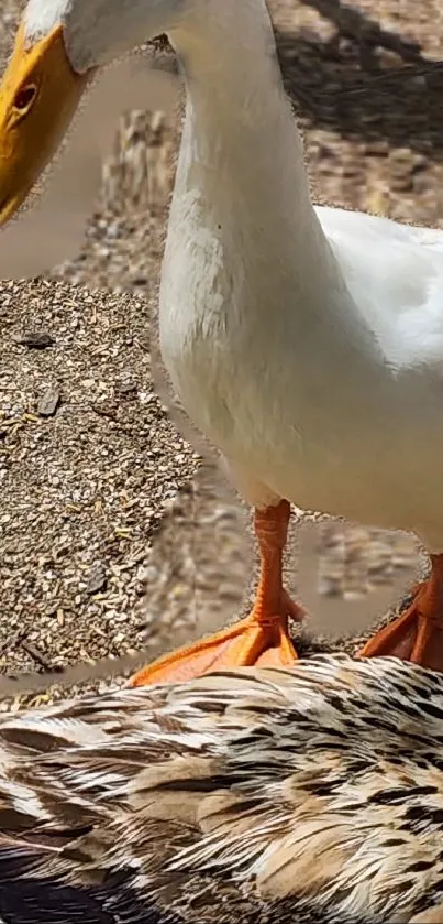 A white and brown duck standing on textured ground in a peaceful setting.