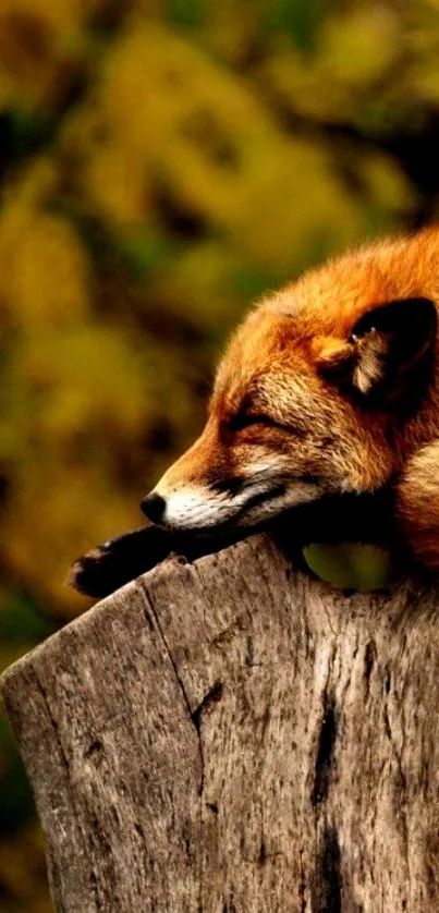 Resting fox on a log with blurred background.