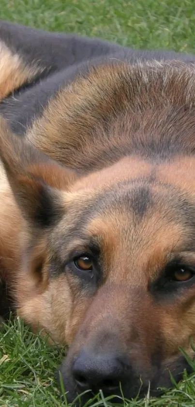 German Shepherd lying on green grass wallpaper.