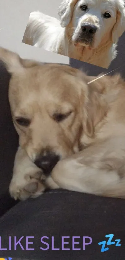 Golden retriever sleeping on a couch with cute decorations.