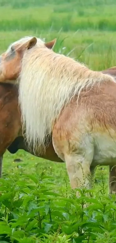 Two horses relaxing in a lush green field