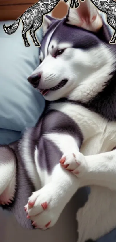 Relaxed husky lounging on light blue bedding.