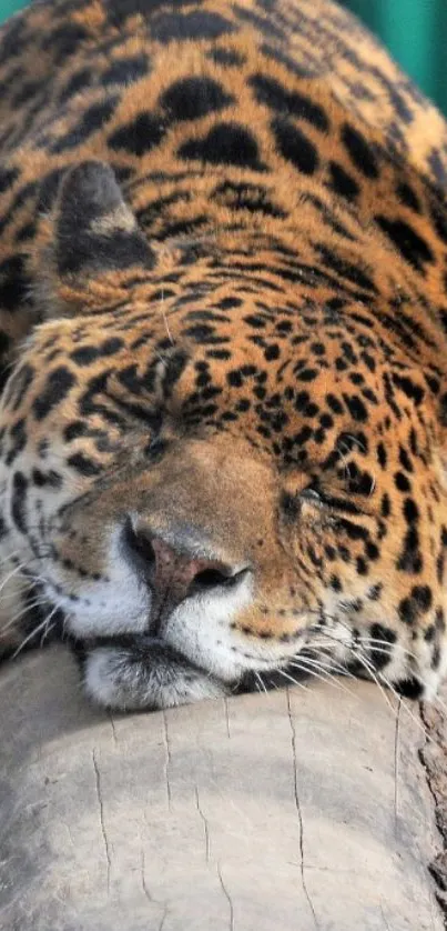 Sleeping leopard on a log, golden fur.