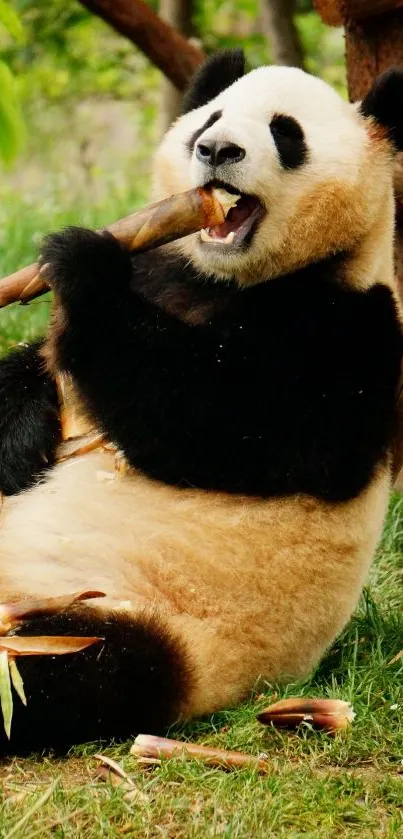 Panda relaxing and eating bamboo in lush forest scenery.