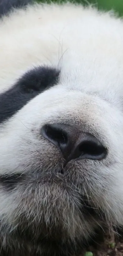 Close-up of a peaceful resting panda's face, showcasing its tranquil expression.