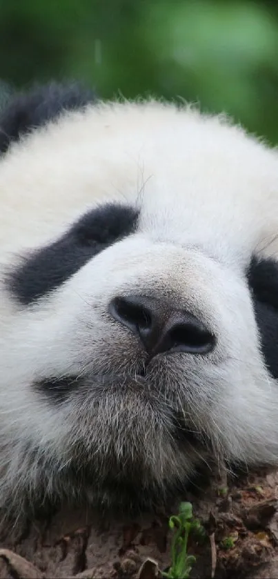 Cute panda resting on a tree branch in a serene natural setting.