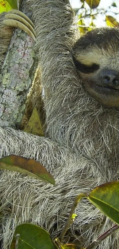 Sloth resting peacefully in lush jungle foliage.