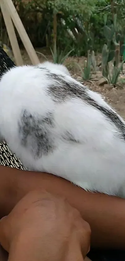 White rabbit relaxing on a hammock in nature.