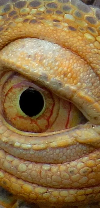 Close-up of a reptile's textured eye with detailed patterns.