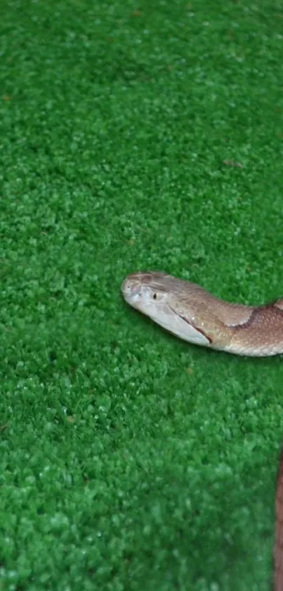 Reptile Grass Green Live Wallpaper