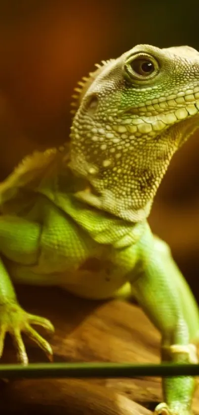 Reptile Iguania Lizard Live Wallpaper