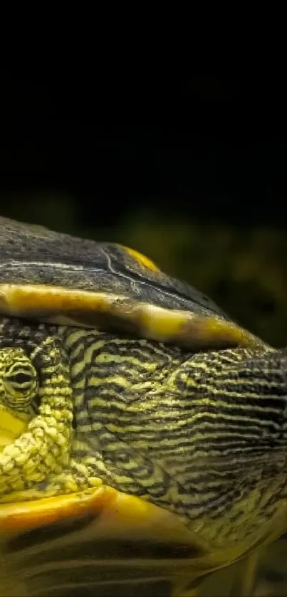 tortutiga Live Wallpaper