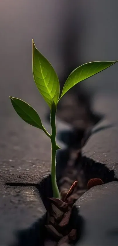 Green plant emerging from cracked asphalt symbolizes resilience.