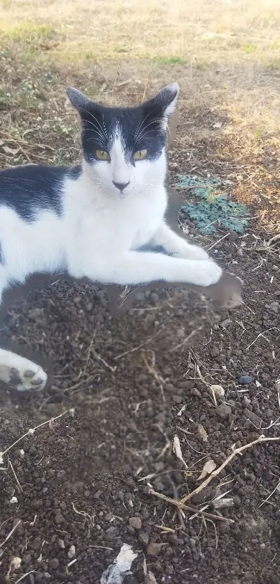 Black and white cat lounging on soil.