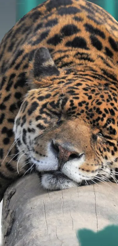 Serene leopard resting on a log with vibrant orange and black spots.