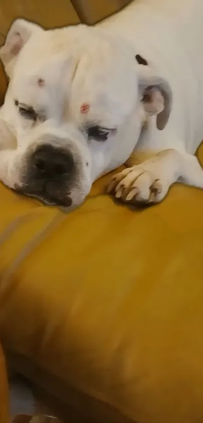 A bulldog resting on a golden brown sofa, exuding warmth and comfort.