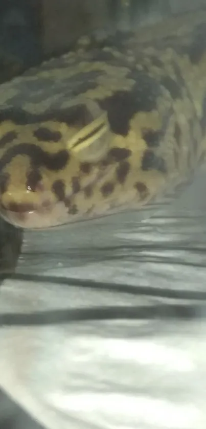 A resting camouflage gecko on display, showcasing intricate patterns.