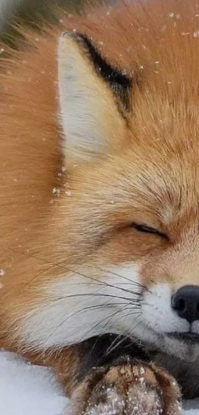 Close-up of a resting fox on snow in winter.