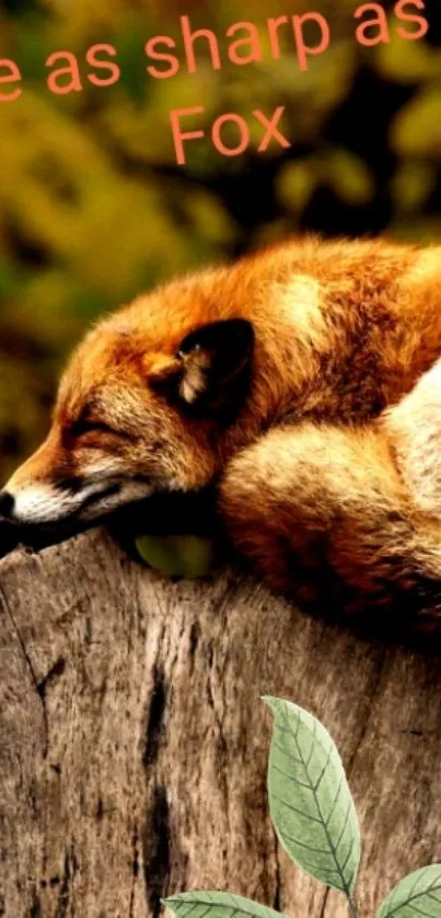 Fox resting on a log with an inspirational quote in a forest setting.