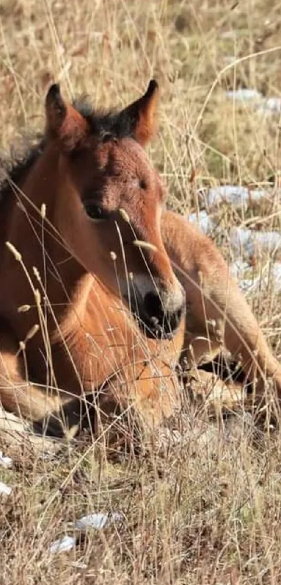 Resting horse in a meadow with snow patches on a bright spring day.