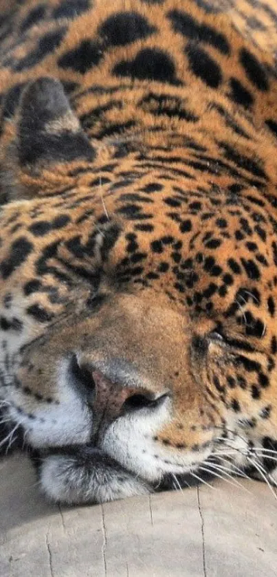 Close-up of a resting leopard on a log.