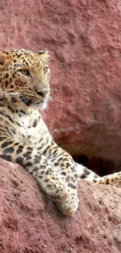 Leopard lounging on red rocky terrain.