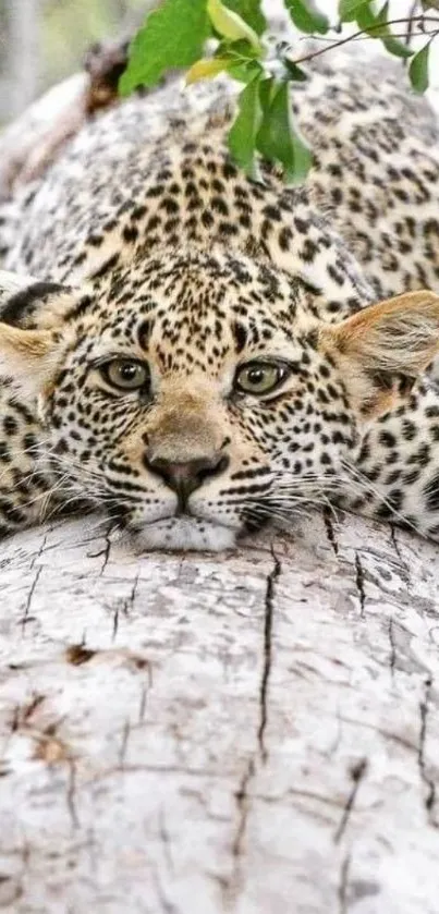 Leopard resting on a log in nature.