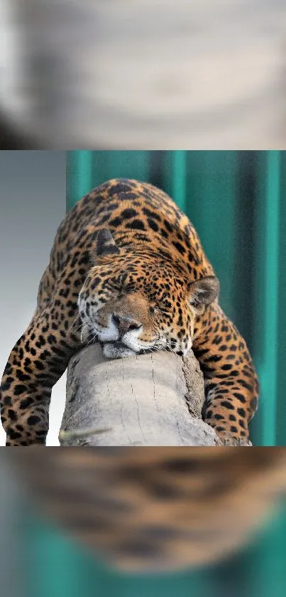 Leopard resting on a branch mobile wallpaper.