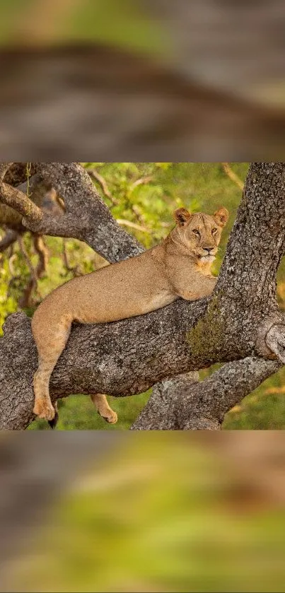 Lioness resting elegantly on a tree branch in a lush forest.