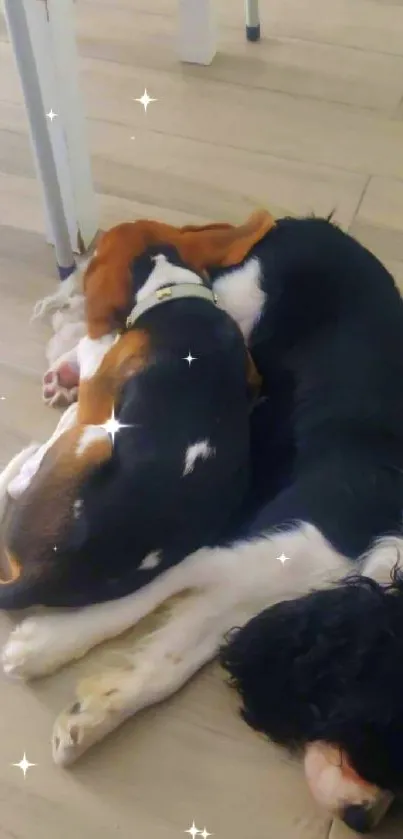 Two puppies resting together on a light wooden floor.