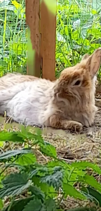 Relaxed rabbit lying in a lush natural setting.