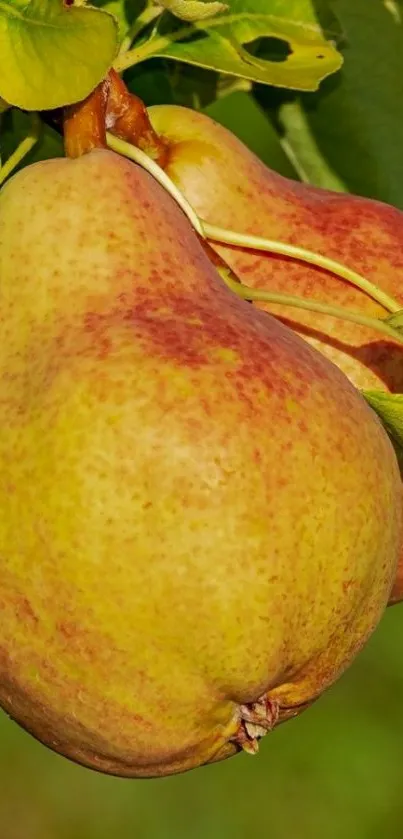 Ripe pears on a tree with green leaves, perfect for wallpaper.