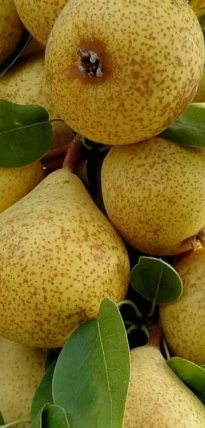 Yellow pears hanging on a tree with green leaves, showcasing a natural setting.