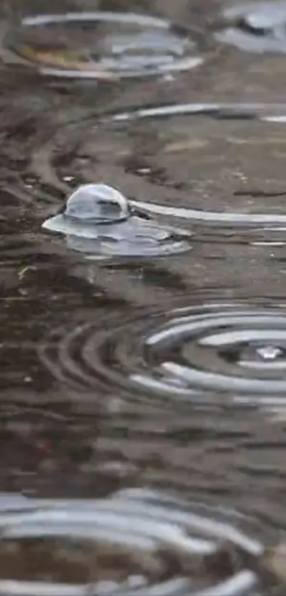 A calm scene of rain creating ripples on a gray water surface for mobile wallpaper.