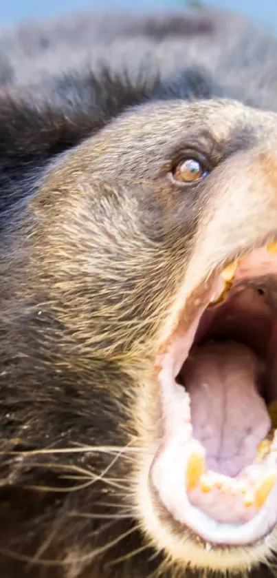 Roaring bear in natural habitat, close view.