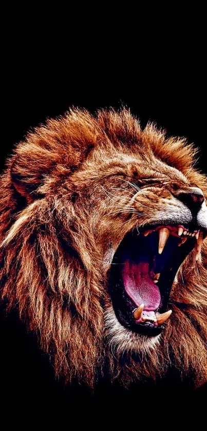 Majestic roaring lion on black background wallpaper.