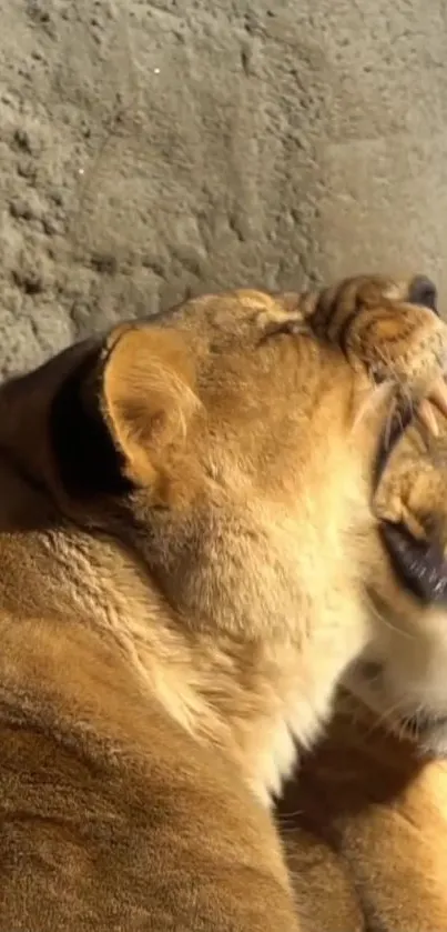 A duo of roaring lionesses basking in sunlight.