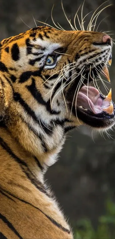 Close-up of a roaring tiger in the wild.