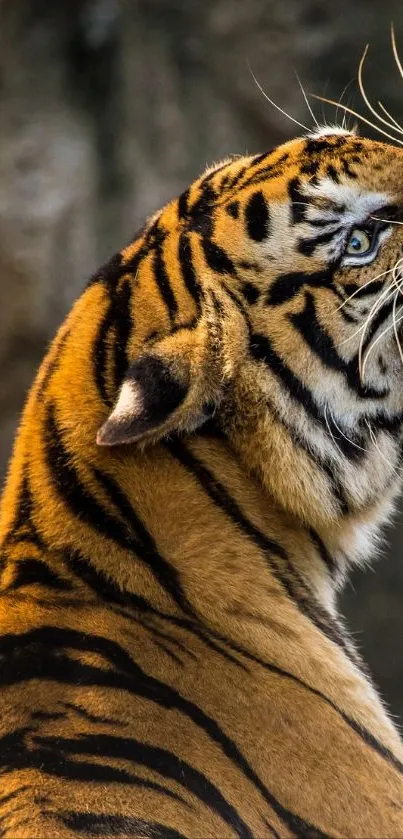 Roaring tiger mobile wallpaper with vivid colors and wild expression