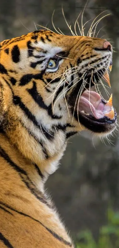 Close-up of a roaring tiger with orange and black stripes.