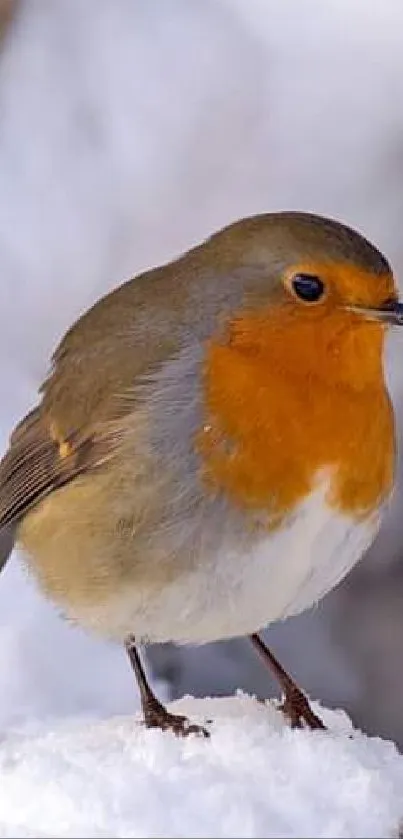 Robin perched on snowy ground with a serene winter background.