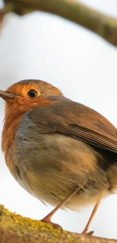 Robin perched on a branch with soft background.