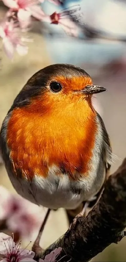 Vibrant robin perched on cherry blossom branch with soft background.