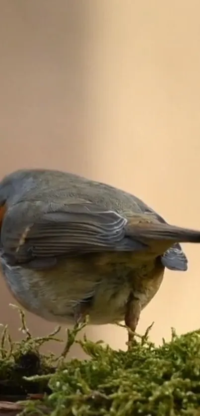 Robin perched on vibrant green moss in a serene natural setting.