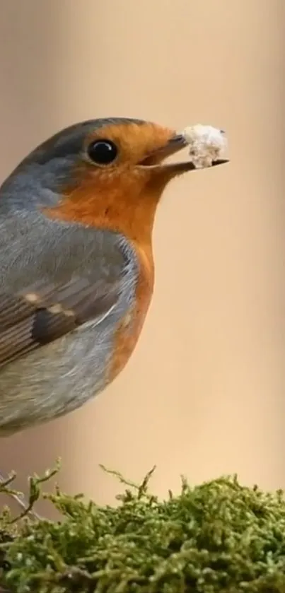 A robin with orange breast on a mossy branch.