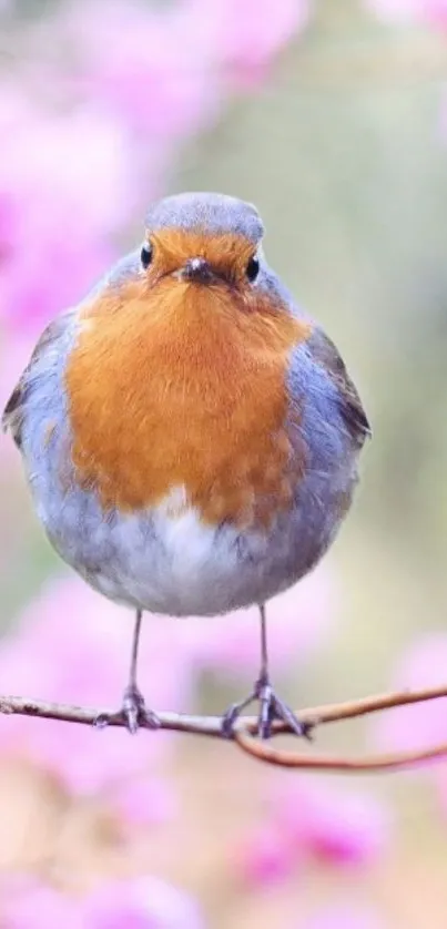 Robin perched on branch with pink blossom background.