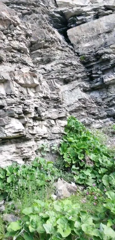 Mobile wallpaper featuring rocky cliffs and green foliage.